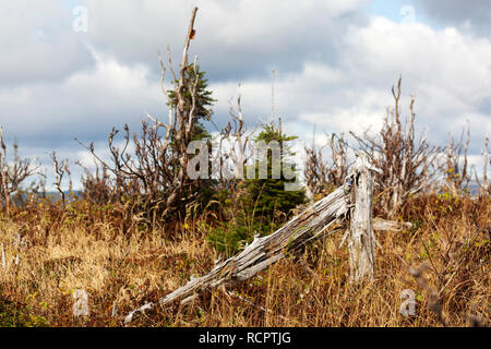 Die Überreste eines Baumes im Gaspésie National Park (Parc National de la Gaspésie) auf der Halbinsel Gaspé Quebec, Kanada. Der Baum wurde von La gegessen Stockfoto