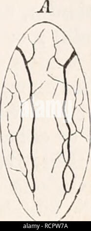 . Elemente der vergleichenden Anatomie. Anatomie, Vergleichende. Abb. 80. Diagramm der Ausscheidungsorgane der Platyhelminthes, mit den verschiedenen Formen auf, die von einer anderen abgeleitet werden können. An den Wänden der feine Kanäle verteilt. Die wichtigsten Stämme, die in der Regel etwas vergrößert, noch offen, die in vielen Formen in der anterioren Region des Körpers (Abb. 80, A) (Tristoma papillosum). Die Dosieröffnung (Porus excretorius) wird am häufigsten für den Seitenzahnbereich ( D), wo die beiden vaskuläre Trunks ungefähre und zu einer gemeinsamen Öffnung vereinen gelegt. Auf diese Weise ein Terminal Trakt, beide können Stockfoto