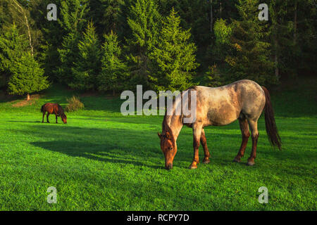 Mystic Sonnenaufgang über die verträumte Berg. Wild Horse Beweidung frisches Gras auf der Wiese. Bulgarien, Europa Stockfoto