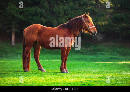 Mystic Sonnenaufgang über die verträumte Berg. Wild Horse Beweidung frisches Gras auf der Wiese. Bulgarien, Europa Stockfoto