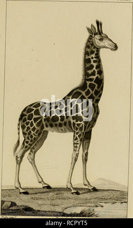 . Wörterbuch des sciences naturelles, Dans lequel auf traite méthodiquement De être de la nature considérés différens, soit en eux-mêmes, d'après l'État actuel de nos connoissances, soit relativement à l'utilité qu'en peuvent retirer La médecine, l'agriculture, le Commerce et les Artes. Suivi d'une Biographie des plus célèbres naturalistes. Natural History. ZOOLOGIE. MAMMIFERES. Giraffe. TTTl/^/tÂf/iTfX^. JLA GIRAFFE.. Bitte beachten Sie, dass diese Bilder aus gescannten Seite Bilder, die digital für die Lesbarkeit verbessert haben mögen - Färbung und Aussehen dieser Abbildungen m extrahiert werden Stockfoto