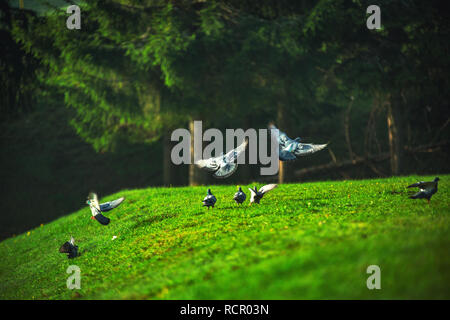 Taube fliegt über das grüne Feld in die Berge. Stockfoto