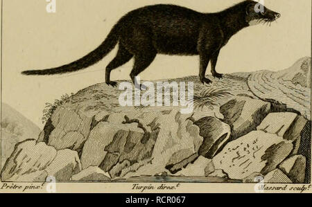 . Wörterbuch des sciences naturelles, Dans lequel auf traite méthodiquement De être de la nature considérés différens, soit en eux-mêmes, d'après l'État actuel de nos connoissances, soit relativement à l'utilité qu'en peuvent retirer La médecine, l'agriculture, le Commerce et les Artes. Suivi d'une Biographie des plus célèbres naturalistes. Natural History. ZOOLOGIE, MAMMIFERES. Carnassiers.. GENETTE des Senegal. ATILAX Vausire.. Bitte beachten Sie, dass diese Bilder aus gescannten Seite Bilder, die digital für die Lesbarkeit verbessert haben mögen - Färbung und Aussehen dieser Illu extrahiert werden Stockfoto