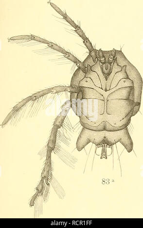 . Deutschlands Hydrachniden. Hydrachnidae; Milben. Zoologica XXII. Taf. XXXII. Bitte beachten Sie, dass diese Bilder sind von der gescannten Seite Bilder, die digital für die Lesbarkeit verbessert haben mögen - Färbung und Aussehen dieser Abbildungen können nicht perfekt dem Original ähneln. extrahiert. Piersig, R.: E.Nägele Stuttgart Stockfoto