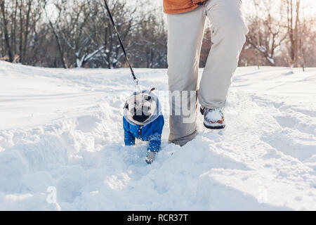 Mops Hund gehen auf Schnee mit seinem Meister. Welpen tragen Winter Mantel. Kleidung für Tiere Stockfoto