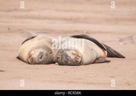 Braunes Fell seal, Arctocephalus pusillus, schlafen auf dem Boden, am Kreuzkap, Namibia Stockfoto