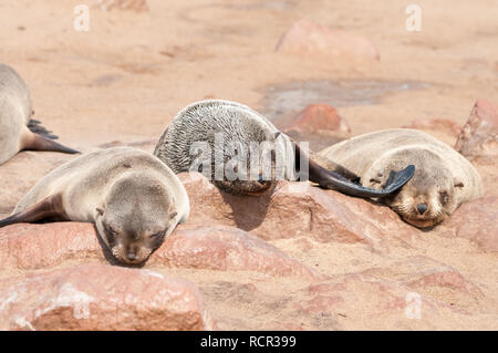 Braunes Fell seal, Arctocephalus pusillus, Kreuzkap, Namibia Stockfoto