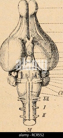 . Wörterbuch de Physiologie. Physiologie. ;. 14. Â Corvpau et bulbe (vus d'en Haut). Lo, Loljes oiractil's; Cf] s. Tuberkeln postÃ © rieurs tun l'cminencc quadrigÃ © minÃ©e; F, cerve - lassen; 0, nÅud lebenswichtig. Chante comme un petit ciseau. Au Milieu de la lame et dans l'Axe de l'instrument, La tige se prolonge par une Petite pointe trÃ¨s aiguÃ", Longue de 1 millimÃ¨tre Environ. Auf saisit fortement la tÃªte de l'Animal de la Main Gauche, Pendant qu'un Aide solidement tient Les quatre pattes empÃªcher l'Animal de faire aucun Mouvement pour; puis, en passant la Main sur le crÃ¢ne, d'Avant en arriÃ¨re, o Stockfoto