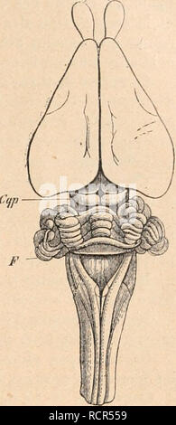 . Wörterbuch de Physiologie. Physiologie. LAPIN.. ;. 14. Â Corvpau et bulbe (vus d'en Haut). Lo, Loljes oiractil's; Cf] s. Tuberkeln postÃ © rieurs tun l'cminencc quadrigÃ © minÃ©e; F, cerve - lassen; 0, nÅud lebenswichtig. Chante comme un petit ciseau. Au Milieu de la lame et dans l'Axe de l'instrument, La tige se prolonge par une Petite pointe trÃ¨s aiguÃ", Longue de 1 millimÃ¨tre Environ. Auf saisit fortement la tÃªte de l'Animal de la Main Gauche, Pendant qu'un Aide solidement tient Les quatre pattes empÃªcher l'Animal de faire aucun Mouvement pour; puis, en passant la Main sur le crÃ¢ne, d'avant de Fer Stockfoto