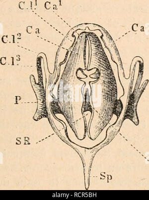 . Wörterbuch de Physiologie. Physiologie. GRENOUILLE. 153 Bedingungen nÃ©cessaires Ã la production de Söhne. Le coassement de La Grenouille est donc Dekor "À la Tension de ces Cordes vocales; le Son est d'ailleurs renforcÃ© chez le mÃ¢ le par Deux ou sacs vocaux poches vocales ((ig. 46, V), vÃ©ritables sonateurs formÃ© rÃ©s par des diverticules du Plancher de la bouche et recouverts par le Muskel mylo - hyoÃ ¯ dien. Ces Organes manquent complÃ¨tement Chez la Femelle. 2° Poumons. "Les." poumons Font directement Suite au Kehlkopf; ce sind Deux sacs elliptiques, symÃ © triques et de mÃªme Volumen, Ã extrÃ©mi Stockfoto