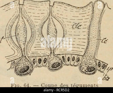 . Wörterbuch de Physiologie. Physiologie.des Cochenilles fixÃ©es sur Lu plante. Ces cordons cireux jouent le rÃ'le de Rohre respira-toires. 2 "Production de La Soie. "La Soie est surtout produite par les chenilles de Taucher LÃ© pidoptÃ¨res appartenant à la famille des Bomhycides, et unter anderem par Celle du Bombyx (Scricaria) Ã® iwri ou ver à soie; Elle est utilisÃ© e par ces chenilles pour la Konfektion des cocons oÃ¹ elles opÃ ¨ mieten leur mÃ©lamorphost^, ou pour construire ^ ''Ã" des nids dans lesquels Elles s'abritent de sociÃ©tÃ©s (Chenilles processionnaires usw.). Les organes sÃ© crÃ©teur Stockfoto