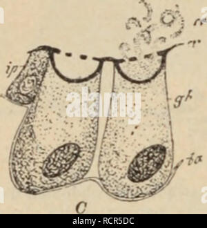 . Wörterbuch de Physiologie. Physiologie. 350 INSECTES..des Cochenilles fixÃ©es sur Lu plante. Ces cordons cireux jouent le rÃ'le de Rohre respira-toires. 2 "Production de La Soie. "La Soie est surtout produite par les chenilles de Taucher LÃ© pidoptÃ¨res appartenant à la famille des Bomhycides, et unter anderem par Celle du Bombyx (Scricaria) Ã® iwri ou ver à soie; Elle est utilisÃ© e par ces chenilles pour la Konfektion des cocons oÃ¹ elles opÃ ¨ mieten leur mÃ©lamorphost^, ou pour construire ^ ''Ã" des nids dans lesquels Elles s'abritent de sociÃ©tÃ©s (Chenilles processionnaires usw.). Les orga Stockfoto