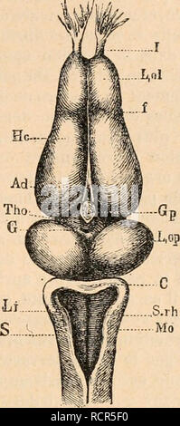 . Wörterbuch de Physiologie. Physiologie. GRENOUILLE. 143. S. rh Md. Bitte beachten Sie, dass diese Bilder sind von der gescannten Seite Bilder, die digital für die Lesbarkeit verbessert haben mögen - Färbung und Aussehen dieser Abbildungen können nicht perfekt dem Original ähneln. extrahiert. Richet, Charles Robert, 1850-1935; Langlois, Paul, 1862; Lapicque, Louis. Alcan Paris: F. Stockfoto