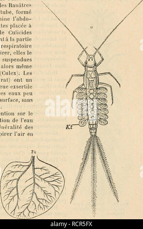 . Wörterbuch de Physiologie. Physiologie. INSECTES. 339 grÃ¢ce au mÃ©canisme de l'Antenne agissant comme une Sorte de palette articulÃ©e, les Divers stigmates n'ayant plus alors qu'à puiser dans la Bestimmung ainsi rassemblÃ©e. Pourtant, d'aprc les Forschung rÃ©Contes de HnocHEu, les Grands stigmates prothora - cique sind seuls inspirateurs et l'air ne s'emmagasine Sous les Ã © lytres qu'Après-ski avoir Ã©tÃ© inspirÃ © par ces stigmates antÃ © ritMirs, avoir traversÃ © les sacs aÃ©riens et avoir enfin Ã©tÃ© expirÃ© par les stigmates abdominaux Dekor bouchant Sous Les Ailes; ces derniers n'auraient alors Stockfoto