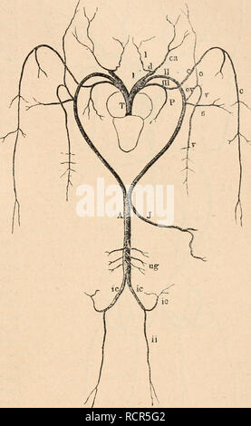 . Wörterbuch de Physiologie. Physiologie. GRENOUILLE. 137 Donne les Trois interosseuses suivantes dorsales, qui se subdivisent de artÃ © rioles dans la peau. Enfin, de l'artÃ ¨ re dorsale pÃ© une artÃ dieuse Teil ¨ re interosseuse, qui irrigue les Muskeln et la peau de la plante du Pied; Elle s'Anastomose avec Les rameaux perforants qui viennent De interosseuses dorsales. 30 Le tronc Pulmo - cutanÃ © (III) Vient du quatriÃ¨me arc Branchial; c'est le plus infÃ©rieur de Des Trois troncs Ne du bulbe artÃ©Riel; il Conduit le sang Vers/". les Organes respiratoires qui sind d'une part, Les poumons Stockfoto