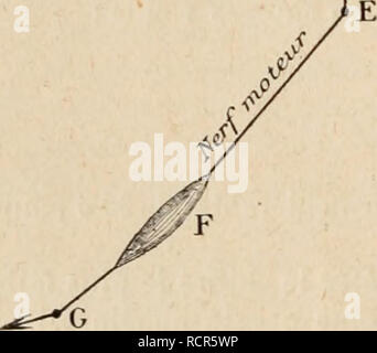 . Wörterbuch de Physiologie. Physiologie. Abb. 7. - Schéma de Processus psychimios dans les réactions motrices Simi&gt; Los ou com-pliquées.. Bitte beachten Sie, dass diese Bilder sind von der gescannten Seite Bilder, die digital für die Lesbarkeit verbessert haben mögen - Färbung und Aussehen dieser Abbildungen können nicht perfekt dem Original ähneln. extrahiert. Richet, Charles Robert, 1850-1935; Langlois, Paul, 1862; Lapicque, Louis. Alcan Paris: F. Stockfoto