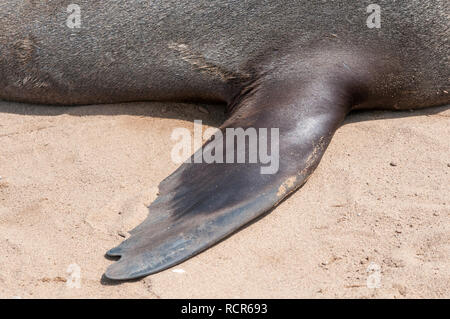 Braunes Fell seal, Arctocephalus pusillus, Kreuzkap, Namibia Stockfoto