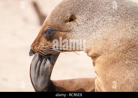 Braunes Fell seal, Arctocephalus pusillus, Kreuzkap, Namibia Stockfoto