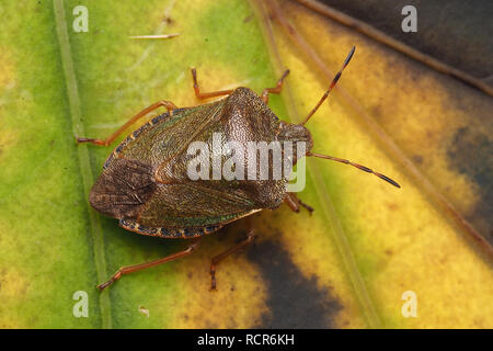 Dorsalansicht der Gemeinsamen Green Shieldbug (Palomena prasina) im Winter Färbung. Tipperary, Irland Stockfoto