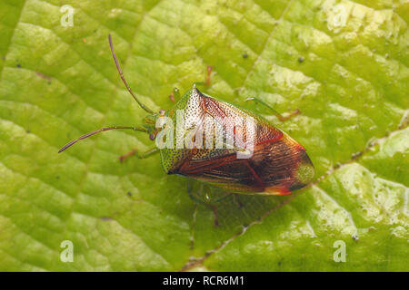 Dorsalansicht der Überwinterung Birke Shieldbug (Elasmostethus interstinctus) am Dornbusch Blatt. Tipperary, Irland Stockfoto