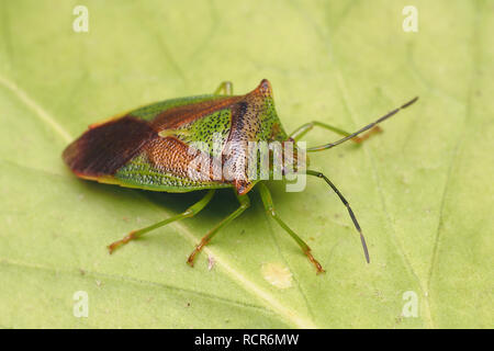 Die Überwinterung Hawthorn Shieldbug (Acanthosoma haemorrhoidale) in Ruhe auf der Unterseite der Ivy leaf. Tipperary, Irland Stockfoto