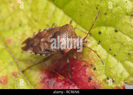 Die Überwinterung Parent Bug (Elasmucha grisea) ruht auf dornbusch Blatt. Tipperary, Irland Stockfoto