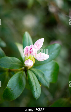 Rosa Knospe eines weißen Rhododendronblüte starten in einem Garten zu blühen Stockfoto