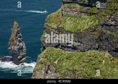 Wilden Atlantik, Cliffs of Moher, County Clare, Irland entlang der Burren Weg Trail Stockfoto