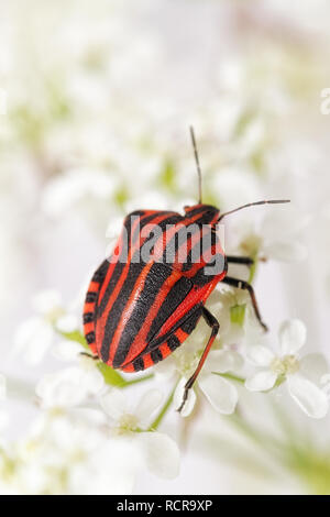 Graphosoma lineatum Stockfoto