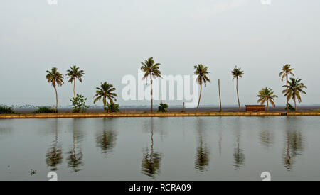 Blick auf Linie der Palmen mit Reflexionen. Stockfoto