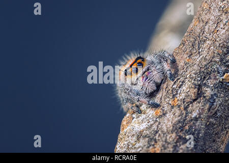 Phidippus regius Weiblich Stockfoto