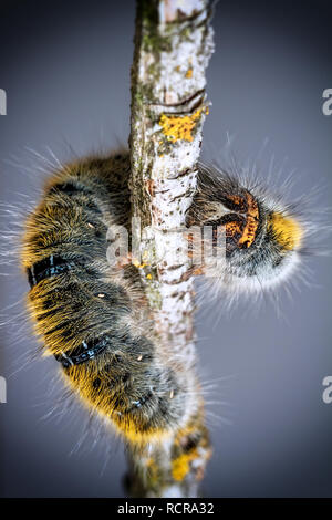 Lasiocampa trifolii Stockfoto