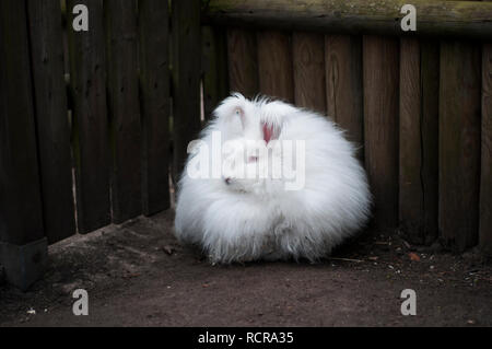 Ein angorakaninchen Stockfoto