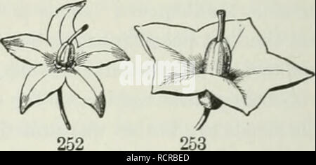 . Die Elemente der Botanik für Anfänger und für Schulen. Botanik. 249 übelgenommen in alten Bildern, mit einem schlanken unter Griff. Abb. 249-251, 255. Glockenförmige, oder Campanulale; wo eine kurze und breite Lube weitet sich nach oben, in der Form einer Glocke, wie in Abb. 254. Trichterförmig oder Trichter-Form; Grad -. Ually Verbreitung auf dem Gipfel einer Röhre whicli ist eng unten in der. Bitte beachten Sie, dass diese Bilder sind von der gescannten Seite Bilder, die digital für die Lesbarkeit verbessert haben mögen - Färbung und Aussehen dieser Abbildungen können nicht perfekt dem Original ähneln. extrahiert. Grau, Asa Stockfoto