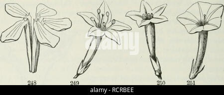 . Die Elemente der Botanik für Anfänger und für Schulen. Botanik. 90 Blumen. [Abschnitt 8. Ein schmaler Schlauch, aus dem es im rechten Winkel divergiert, wie die SALVER rep-. 249 übelgenommen in alten Bildern, mit einem schlanken unter Griff. Abb. 249-251, 255. Glockenförmige, oder Campanulale; wo eine kurze und breite Lube weitet sich nach oben, in der Form einer Glocke, wie in Abb. 254. Trichterförmig oder Trichter-Form; Grad -. Bitte beachten Sie, dass diese Bilder aus gescannten Seite Bilder, die digital für die Lesbarkeit verbessert haben mögen - Färbung und Aussehen dieser Abbildungen können nicht Perfekt th ähneln extrahiert werden Stockfoto