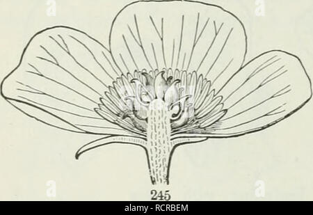 . Die Elemente der Botanik für Anfänger und für Schulen. Botanik. 88 Blumen. [Abschnitt 8. aus dem Blick gelassen werden. Die Wollen von syiiinietry ist ie Die staubgefäße. Tliese sind ii&lt; zwei Kreise, au äußeren und einem inneren. Die äußere eircle besteht aus zwei staineus nur; die Innere hat seine korrekte Anzahl der Vier. Tiie Blume Violett, die organisationseinheit der Plan von fünf, ist symmetrisch i.e. Blütenkelch, Corolla und Staubgefäßen, inas-viel wie jeder von diesen Kreisen besteht aus fünf Mitgliedern; es ist aber conspicu waren unregelmäßig in der Corolla, eines der blütenblätter, sehr dilferent vom Rest. 254. Die Blüten der Rittersporn, und der Stockfoto