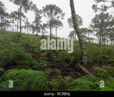 Regnerischen morgen in einem Araucaria angustifolia (Brasilianische Kiefer oder Paraná Kiefer) Woodland, im Südosten von Brasilien. Stockfoto