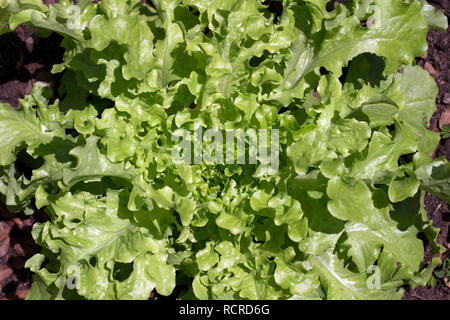 Hellen grünen Salat auf einem sonnigen Tag bereit zu ernten Stockfoto