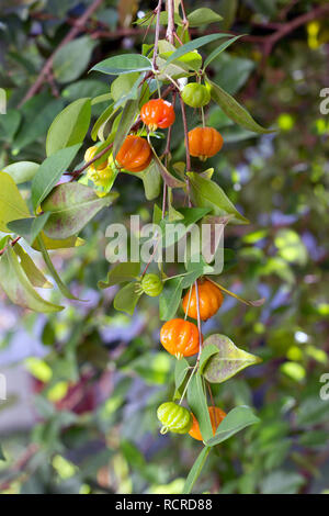 Ein Zweig mit einem Bündel an Reife und Unreife brasilianischen Kirschen (Eugenia Uniflora), bekannt als "Pitanga' Stockfoto