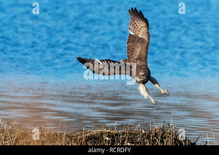 Red tailed Hawk im Flug Stockfoto