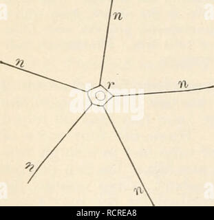 . Elemente der Biologie; ein praktisches Lehrbuch Korrelation von Botanik, Zoologie, und der menschlichen Physiologie. Biologie. Vertikaler Schnitt durch einen Arm eines Seesterns; b, Ampulle, d Wasser Kanal öffnen bei maJre - poric Platte {st); Ich, radial Wasser Rohr; m, Mund; ft, Rohr, Füße, Py, verdauungsfördernde Drüse; stc, Magen. Davison, Zoologie. Auf der dorsalen (aboral) Seite des Tieres werden Sie einen erhöhten Körper über den Durchmesser eines Bleistifts finden. Dieses Gremium, das unter dem Mikroskop hat die Struktur eines sehr feinen Sieb, ist der madreporic Platte bezeichnet. Durch diese Platte kommt Wasser in ein System von Wasserleitungen und Reservo Stockfoto