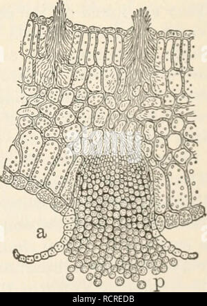 . Elemente der Biologie; ein praktisches Lehrbuch Korrelation von Botanik, Zoologie, und der menschlichen Physiologie. Biologie. Uredospores und eine teleuto - spore (/) von Weizen Rost. - De Bary, Flecken werden durch Sammlungen von Sporen des Rost verursacht. Das MYZEL der Anlage befindet sich in der Klinge des Blattes, wo sie die Versorgung mit Lebensmitteln von der lebenden Zellen des grünen Blatt. Das Myzel schickt bis Stängel durch die Spaltöffnungen der Blätter, und sie sind es, die sporangien halten, mit Myriaden von gelb-braune Sporen. Die Sporen im Sommer hergestellt werden dünnwandige und leicht vom Wind geblasen, wo sie Alig Stockfoto