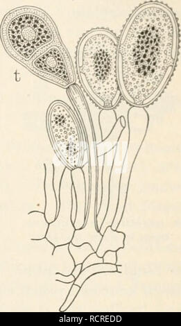 . Elemente der Biologie; ein praktisches Lehrbuch Korrelation von Botanik, Zoologie, und der menschlichen Physiologie. Biologie. Uredospores und eine teleuto - spore (/) von Weizen Rost. - De Bary, Flecken werden durch Sammlungen von Sporen des Rost verursacht. Das MYZEL der Anlage befindet sich in der Klinge des Blattes, wo sie die Versorgung mit Lebensmitteln von der lebenden Zellen des grünen Blatt. Das Myzel schickt bis Stängel durch die Spaltöffnungen der Blätter, und sie sind es, die sporangien halten, mit Myriaden von gelb-braune Sporen. Die Sporen im Sommer hergestellt werden dünnwandige und leicht vom Wind geblasen, wo sie Alig Stockfoto