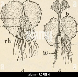 . Elemente der Biologie; ein praktisches Lehrbuch Korrelation von Botanik, Zoologie, und der menschlichen Physiologie. Biologie. 154 Botanik ar .. -Vh Home Experiment. - Anlage einige Sporen auf der Oberfläche von einem feuchten Ziegel oder gebrochener Blumentopf. Decken Sie sie mit einem Stück Glas, um die Luft in die Sie warm und feucht bleiben. Geben Sie ihnen mäßiger Hitze (ca. 70° Fahrenheit). Nach zwei oder drei Wochen, wenn die Oberfläche wird sorgfältig gescannt mit einem Objektiv, sehr kleine grüne fadenförmigen Strukturen gefunden werden kann. Diese Strukturen wachsen schnell Flach herzförmige Organe zu bilden. Prothallus. - Eine solche Struktur wird als ein Pro Stockfoto