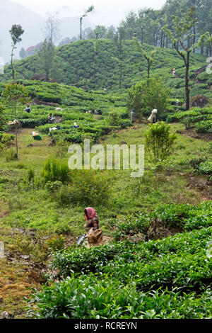 Munnar Tee Plantage mit Mitarbeitern Tee Blätter der Pflanzen. Stockfoto