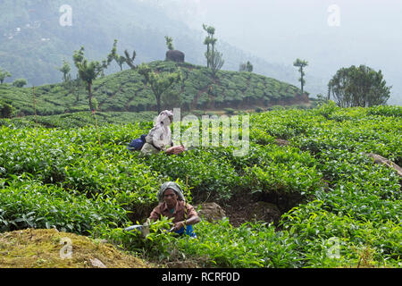 Munnar Tee Plantage mit Mitarbeitern Tee Blätter der Pflanzen. Stockfoto