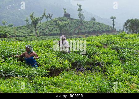 Munnar Tee Plantage mit Mitarbeitern Tee Blätter der Pflanzen. Stockfoto