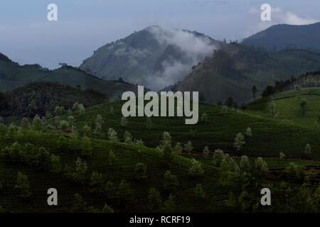 Munnar Tee Plantage mit Mitarbeitern Tee Blätter der Pflanzen. Stockfoto