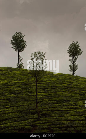 Munnar Tee Plantage mit Mitarbeitern Tee Blätter der Pflanzen. Stockfoto