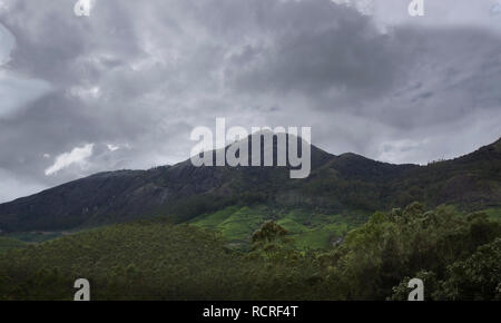 Munnar Tee Plantage mit Mitarbeitern Tee Blätter der Pflanzen. Stockfoto